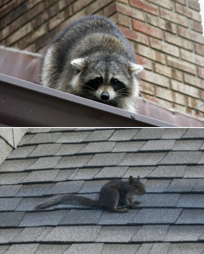 Critters on Roof